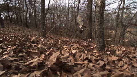 How Hawk Hunting Squirrel Agility