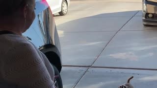 Chihuahua Screams At Mom's Arrival