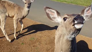 Small deer looking for a snack.