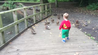 Feeding the hungry ducks