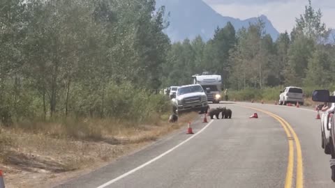 Bear Jam (Grizzly 399 and her 3 cubs)
