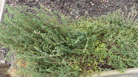 Healing Properties of Thyme