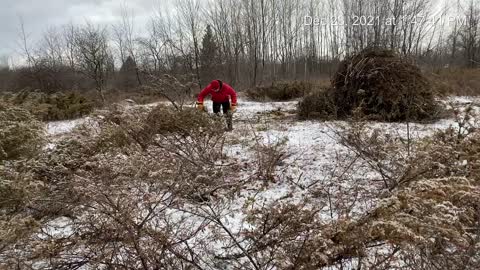 Parc Lagalaga - Face lift - Clearing out juniper through winter 2021