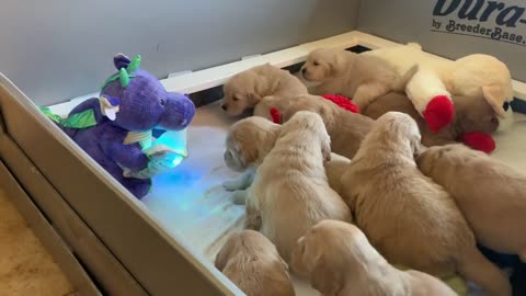 Golden Retriever Puppies Enjoying Story Time From a Dragon || ViralHog