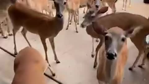 Deers pull up on man!