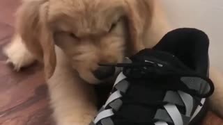 Cute golden stuck in a shoe