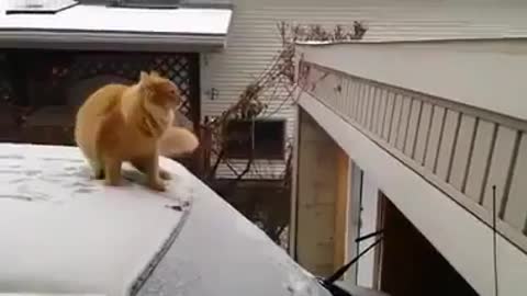 fail jump cat