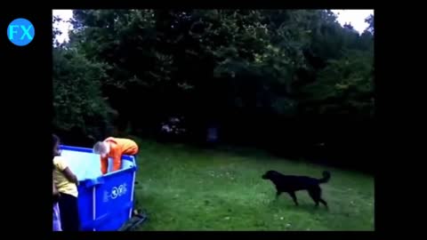 Funny Dogs Video Compilation 2016