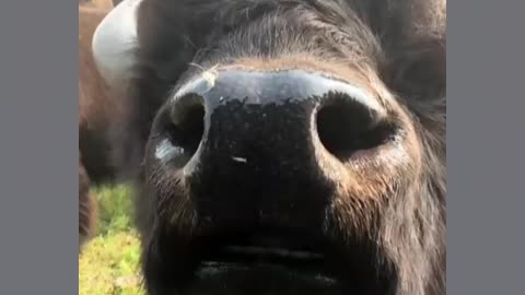 Close up with a bison