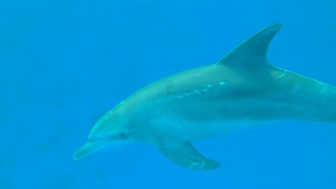 beautiful dolphin2