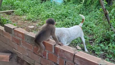 Baby- Monkey & Dogs