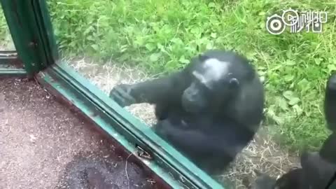 Gorilla 🦍 is a very good video