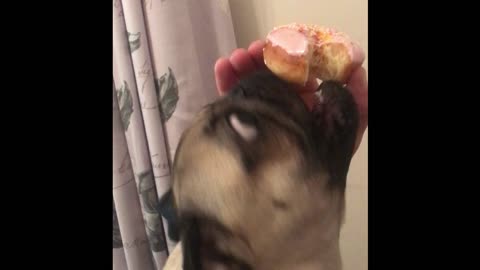 Greedy pug steals bite of doughnut