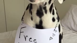 Dalmatian dog wears sign asking for free kisses