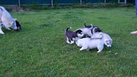 Funny dog viral video playing ground Park