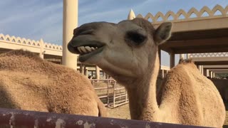 Cute Camels Eating at the Bahrain Camel Farm