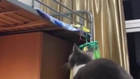 Funny Cat Try to Jump High but FAIL