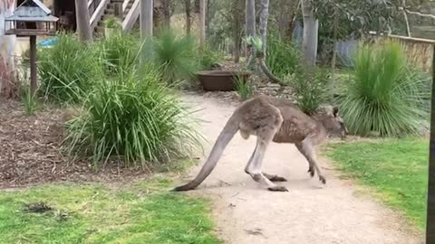 Kangaroo walking around preservation