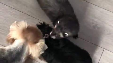 yorkie-puppy-eagerly-meets-new-friends-ferrets-getonlinevideos