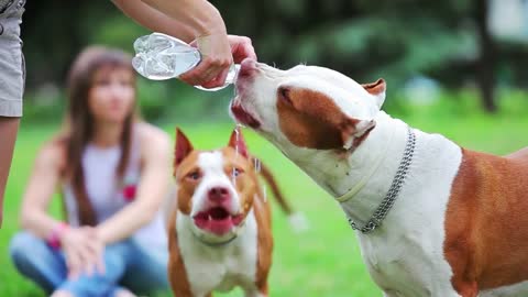 Man gives his dogs,water to drink from a bottle.