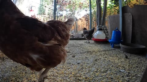 Backyard Chickens Fun Relaxing Video Sounds Noise Hens And Roosters!