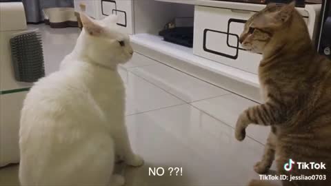 Watch thisss! Funny angry cats 😝