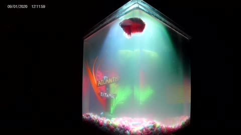 The meditation area presents: swimming late night with a betta fish.