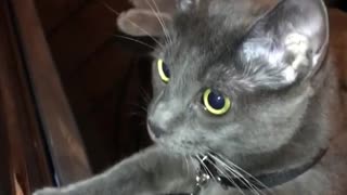 Cat Wondering where that Sound Coming from