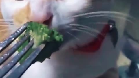 Let's eat broccoli