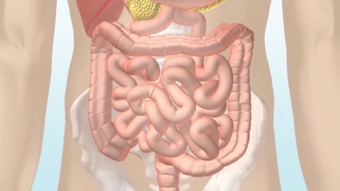 How the Digestive System Works