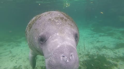 Extremely Friendly Manatee Swims Right Up To Diver