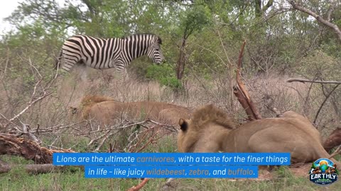 Lions, Revealing Their Unique Characteristics and Fascinating Traits.