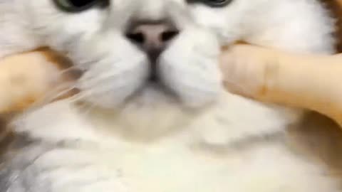 Funny cat videos 😹