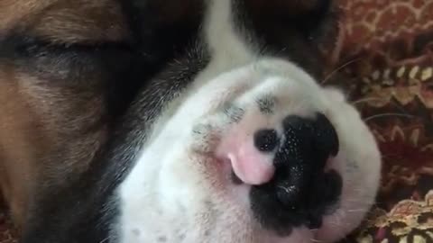 Brown white puppy snoring while sleeping