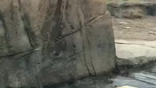 Polar bear pooping on on other polar bear