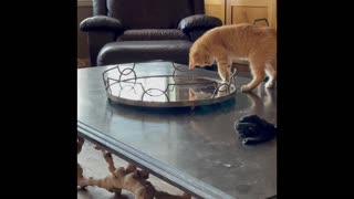 A kitten, his tail and a mirror!