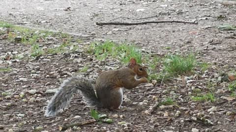 Loud squirrel chirping sounds - Squirrel sound