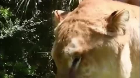 This lion is so big, bigger than any other lion