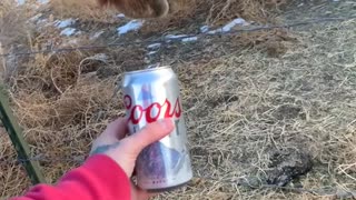 Ike the Horse Doesn't Approve of Coors Light