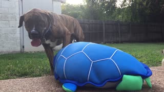 Mastiff Saves A 'Turtle' From Drowning In A Pool