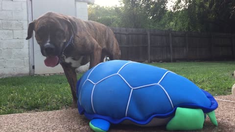 Mastiff Saves A 'Turtle' From Drowning In A Pool
