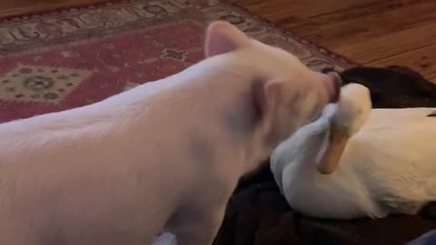 Loving piglet can't stop kissing pet duck