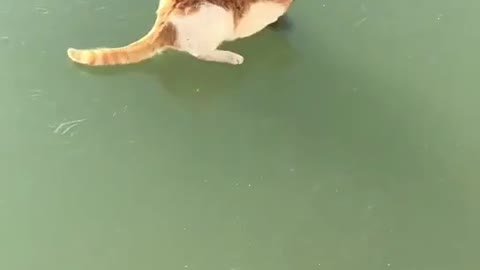 cat catch fish 🐠 🐱🐈