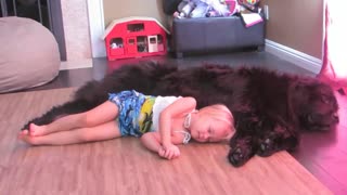 Little girl and her Newfoundland enjoy nap time