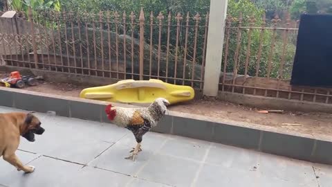 Try not to Laugh | It's rumble time. chicken vs dog.