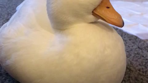 Adorable Duck Dozing Off