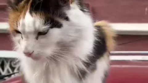 I tried to pet every cat #cat #dog #funny #viral