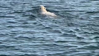 Polar Bear Encountered Swimming Far From Shore