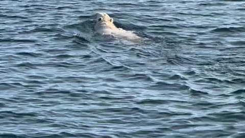 Polar Bear Encountered Swimming Far From Shore