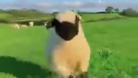 Look! There is a Blacknose Sheep running to you with joy. Do you miss Shaun the Sheep